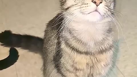 Funny Cat | Cat Lovers