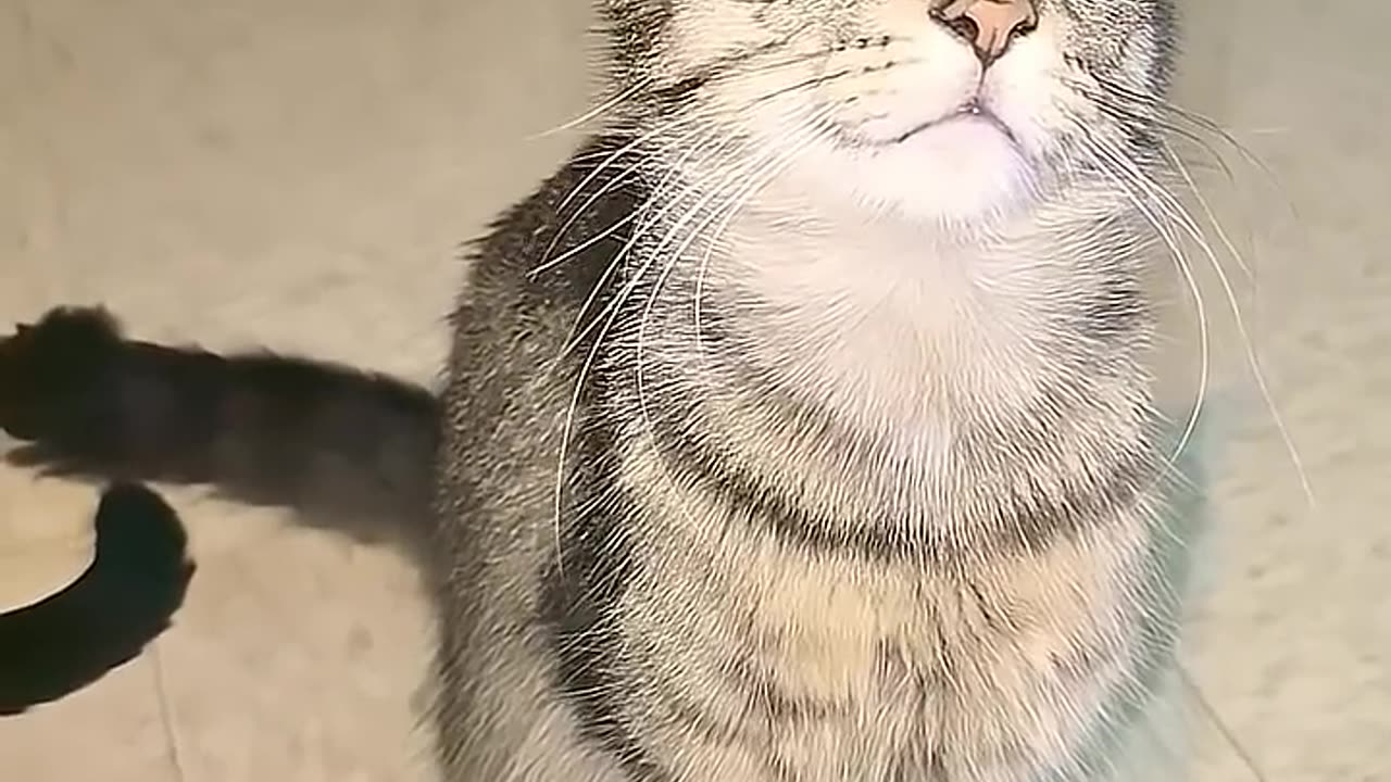 Funny Cat | Cat Lovers