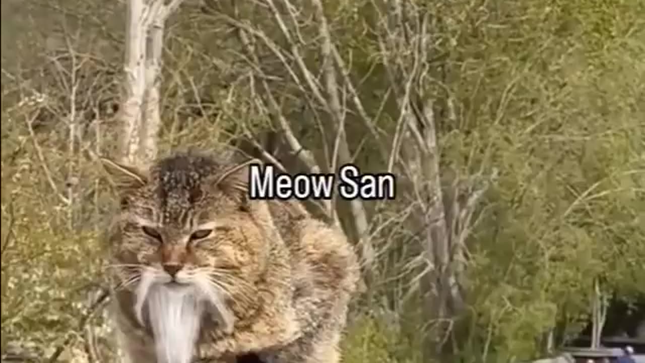 Meow San 😻
