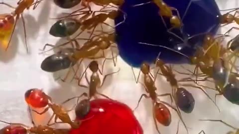 Tiny Sips, Big Effort