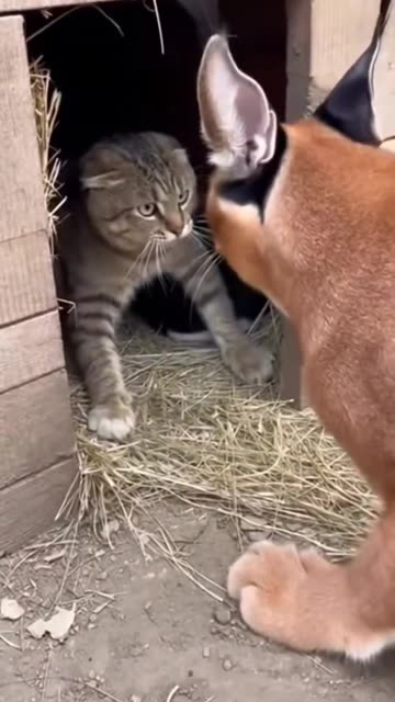 USA attacking Greenland and the EU forces defending