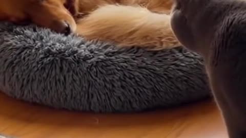 🐱🐶 Adorable Cat and Dog Duo ❤️ | Funny Pet Friendship | Cute Animal Video