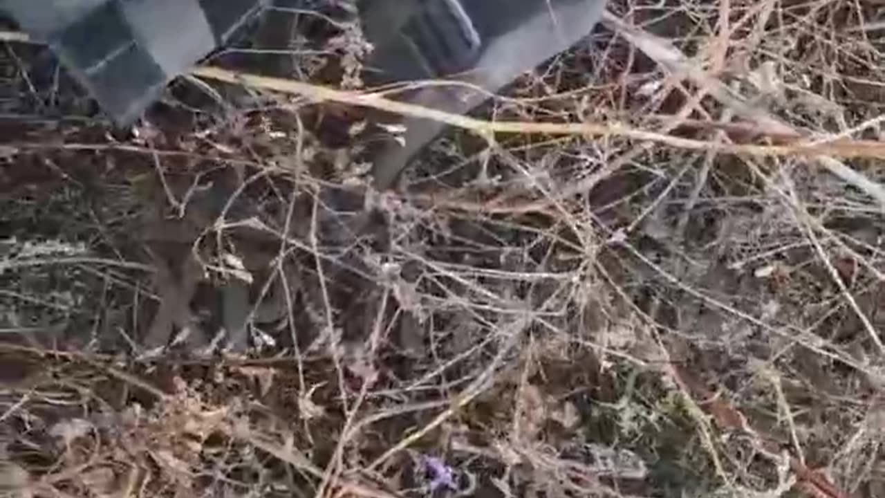 crest! You're a cunt