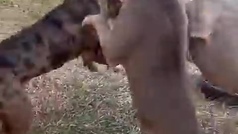 Pitbull dogs fight 3 dogs