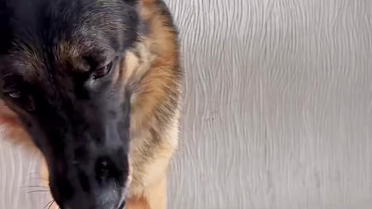 "A Dog's Mealtime Routine: Endless Smiles!"