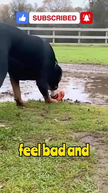 Rottweiler Angry At Chihuahua #dogdrama #pet #ai