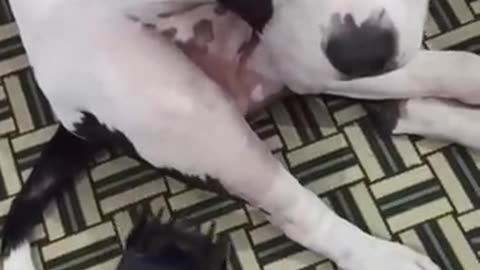 Dog is smarter funny video of dog