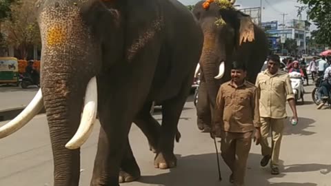 Shimoga Dasara 2025 🐘 Hatiyon Ki Shandar Parade 🇮🇳