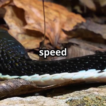 Cobra vs Anaconda_ Jungle Showdown! 2025