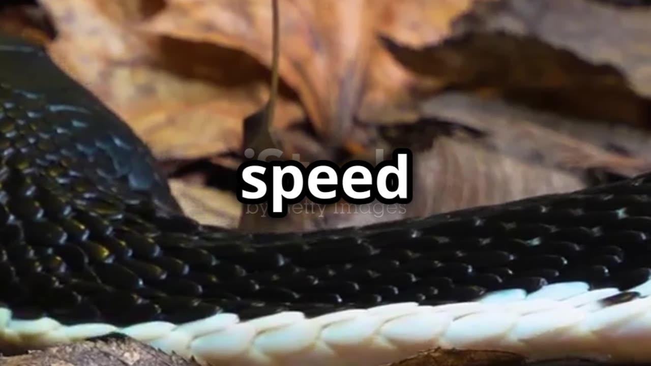 Cobra vs Anaconda_ Jungle Showdown! 2025