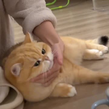 Silly and Adorable Kitten