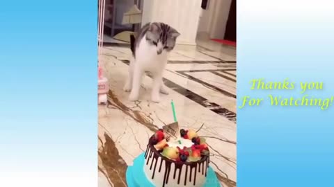 Funny animal videos compilations