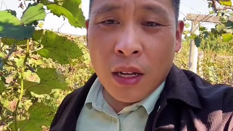 果树秋剪还是冬剪？#果树种植 #果园管理 #果树施肥 #花芽分化 #果园管理技术