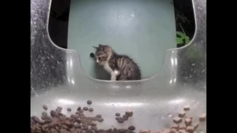 Depressed kitty