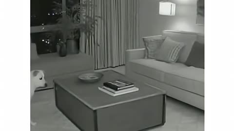 Dogs Being Idiots Part 148 🐕