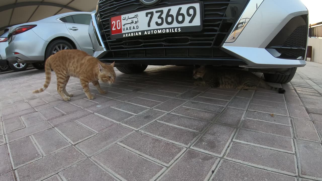 Homeless cats in Ras Al Khaimah, UAE: CHRIS MARTIN & ED SHEERAN & JANET JACKSON #cat #cats #pet #UAE