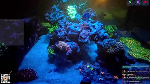 24/7 Real Live Reef Stream