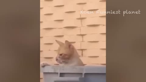 Funny animals video