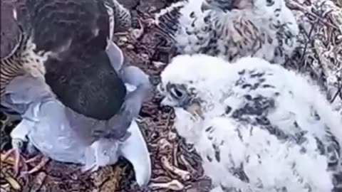 An eagle devours a pigeon alive.