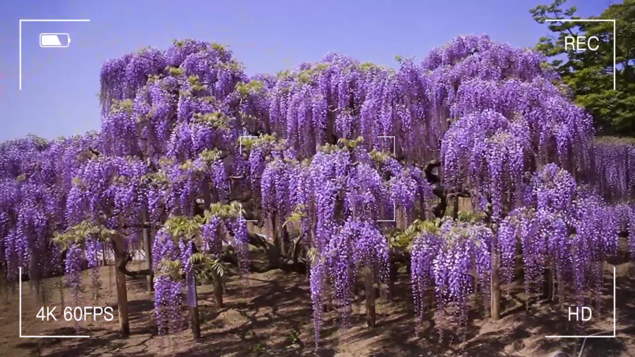 VICENTE FERNÁNDEZ RANCHERAS MIX - 15 GRANDES EXITOS DE VICENTE FERNÁNDEZ - RANCHERAS MEXICANAS 2025