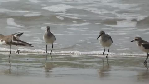 Sea Beach & Birds