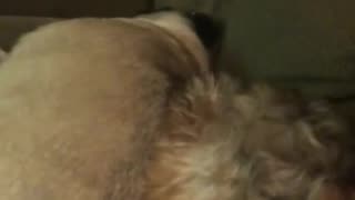 😂🐶 Best Friends Forever! | FunFM