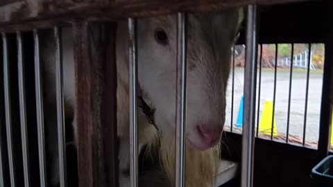 雨の日の山羊小屋にいる山羊さん