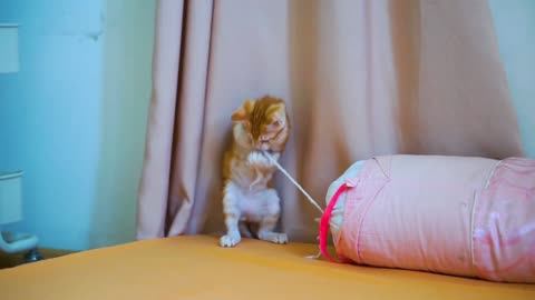 Funny Cats Playing