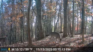 The Woods – 11/13/2025