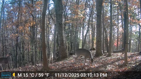 The Woods – 11/13/2025