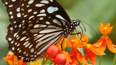 Butterflies Can Taste With Their Feets