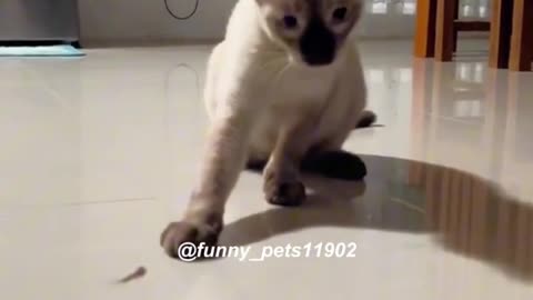 Funny cats and animals videos