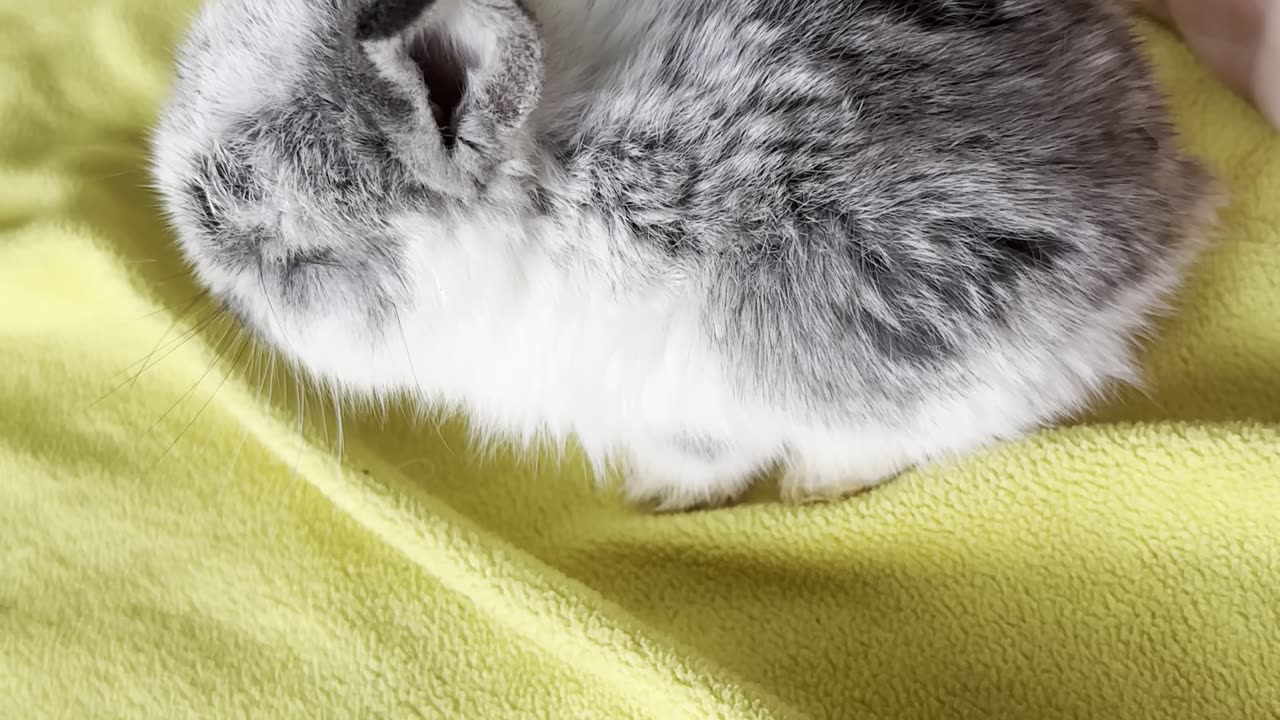 bunny #5