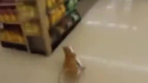 Bästa action-rullen i år: Katt stjäl fisk! 😼😺