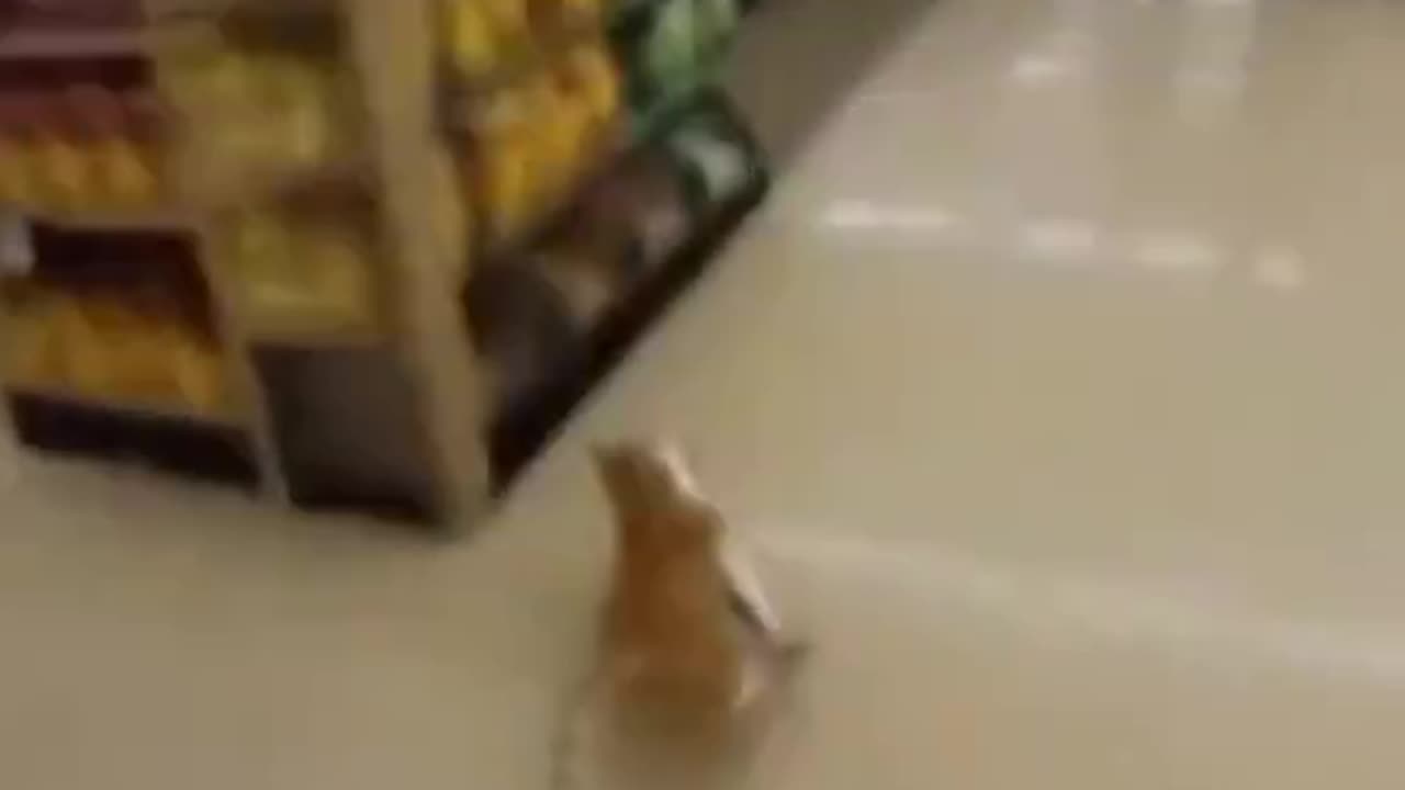 Bästa action-rullen i år: Katt stjäl fisk! 😼😺