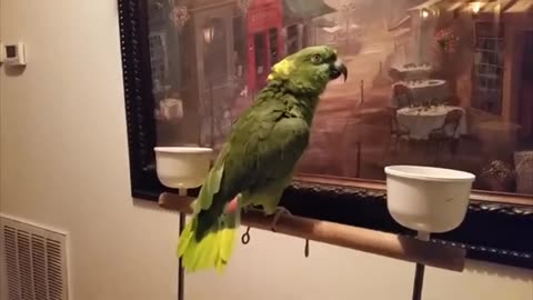 Parrot singing song fanny moments video