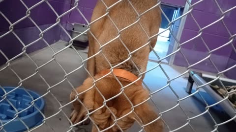 Nugget 5y Pet Id 946758 kennel 15 HSSAZ shelter_20251017_151258550