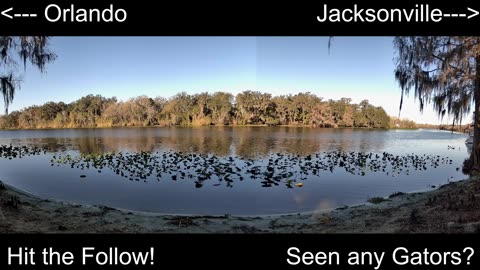 4K Live St. Johns River Cam: Florida Alligators & Wildlife 🐊🌿