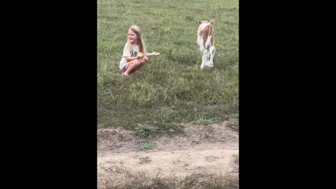 Izzy tries to catch new calf