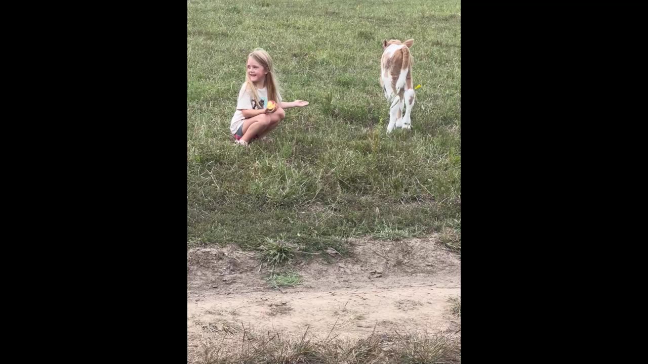 Izzy tries to catch new calf