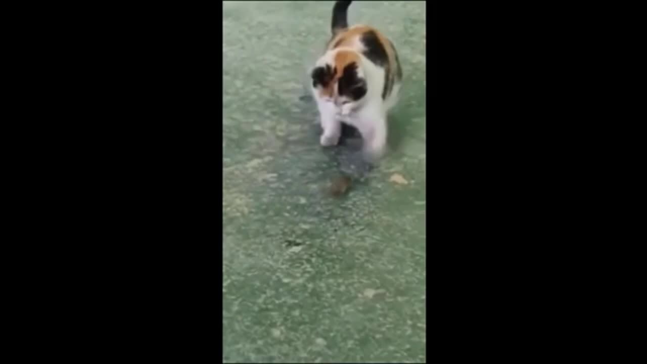 Funny animal videos 2025 - Funny catsdogs - Funny animals Part1 Haypy Pet #animals #animals #cat