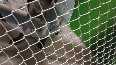 Ruth 3y Pet Id 949856 kennel 27b HSSAZ shelter she can be people selective 4 me she's ok20251107223