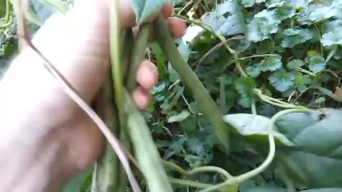 2025September 23,24,25,26,27,28 started a 10grams or less sugar goal. Plus more green beans.
