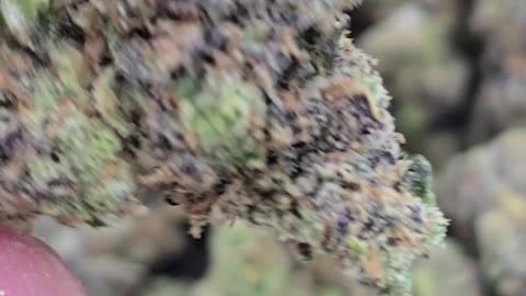 Jane Doe - Top Tier