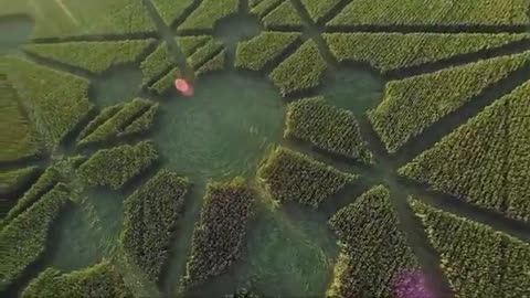 🔍👽 Mysterious Crop Circles in Dorset Field! | TheTruthAbove