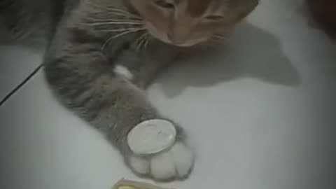 Pets That Will Make You Laugh 😂🐶 #Shorts