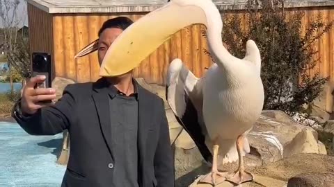 Pelicans eat people