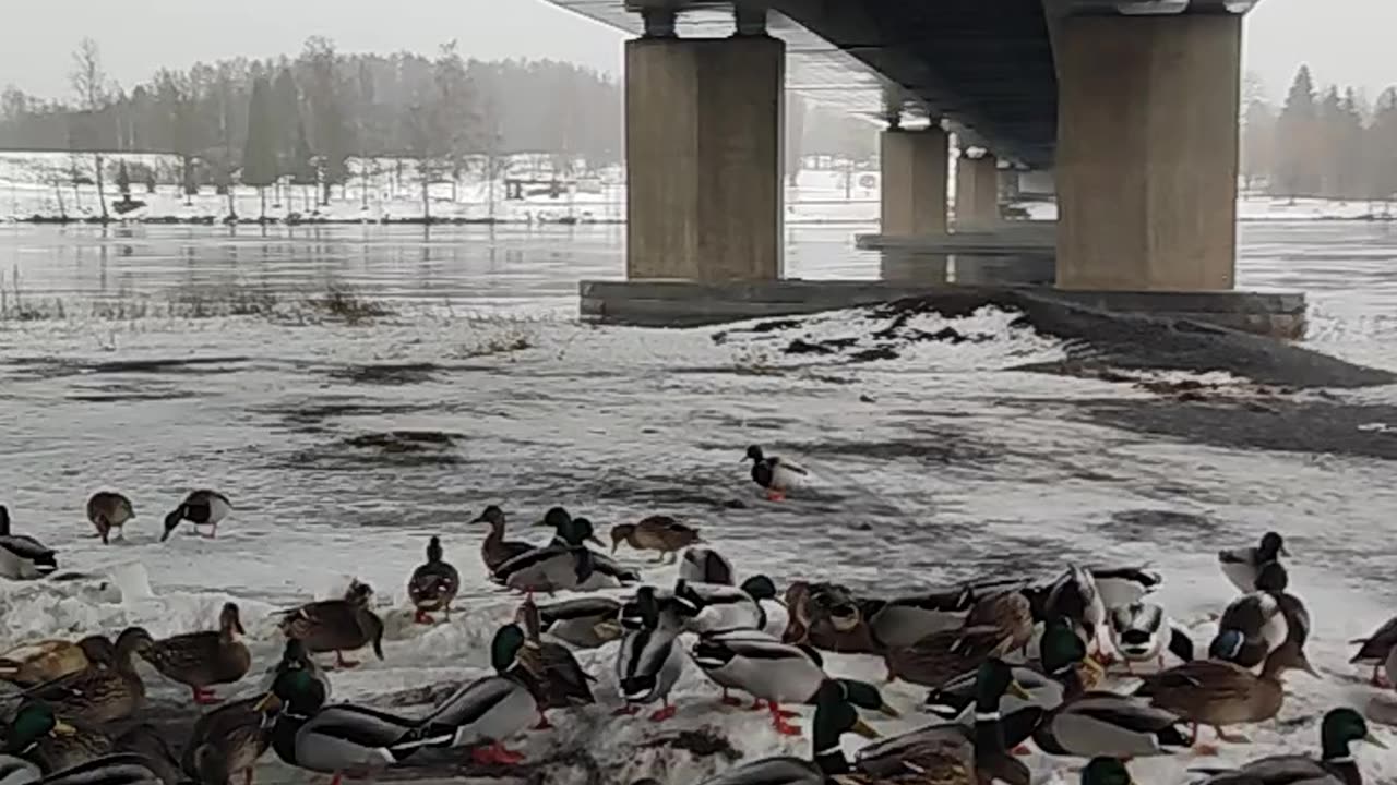 Beautiful birds