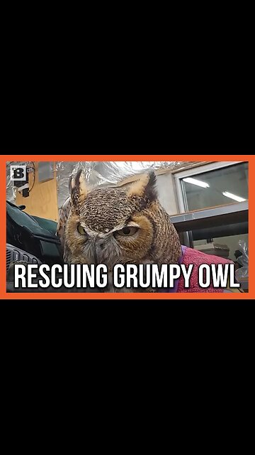 Officer Captures, Rescues Injured Owl