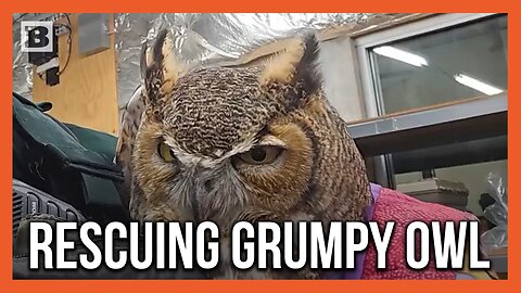 Officer Captures, Rescues Injured Owl